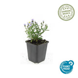 48x Aster (D) 'Prof. Anton Kippenberg'  - ↕10-25cm - Ø9cm