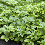 24x Pachysandra term. 'Green Carpet' - ↕10-25cm - Ø9cm
