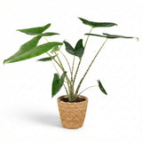 Olifantsoor Zebrina - Alocasia Zebrina - Groen - Weinig onderhoud - 1 Plant - met Mand - Pot 21 cm - Hoogte 70 - 75cm