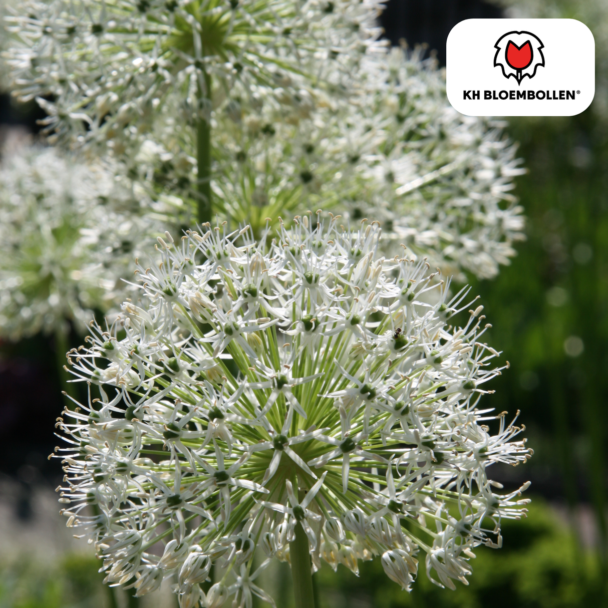 Allium White Giant 5 pièces