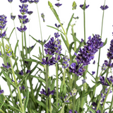 8x Lavandula Angustifolia Ø13cm - ↕30cm - Ø40cm