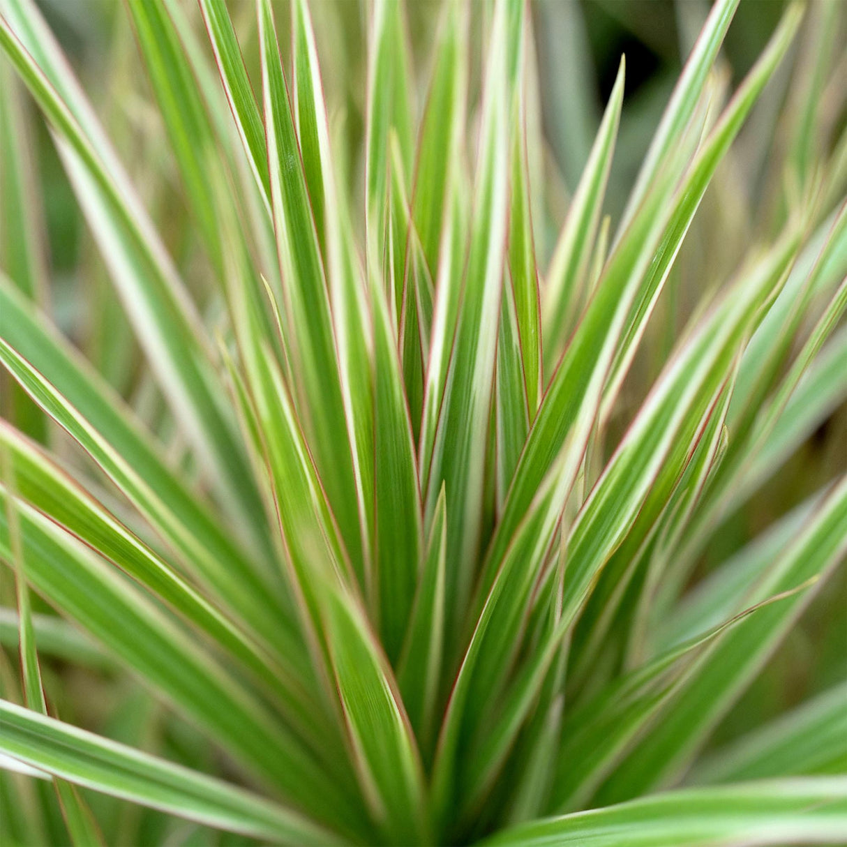 Dracaena Marginata Bicolor - Drakenbloedboom - Weinig onderhoud - Groen - 1 Plant - met Potter Grijs - Pot 21cm - Hoogte 90-100cm