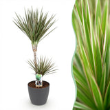 Dracaena Marginata Bicolor - Drakenbloedboom - Weinig onderhoud - Groen - 1 Plant - met Potter Grijs - Pot 21cm - Hoogte 90-100cm