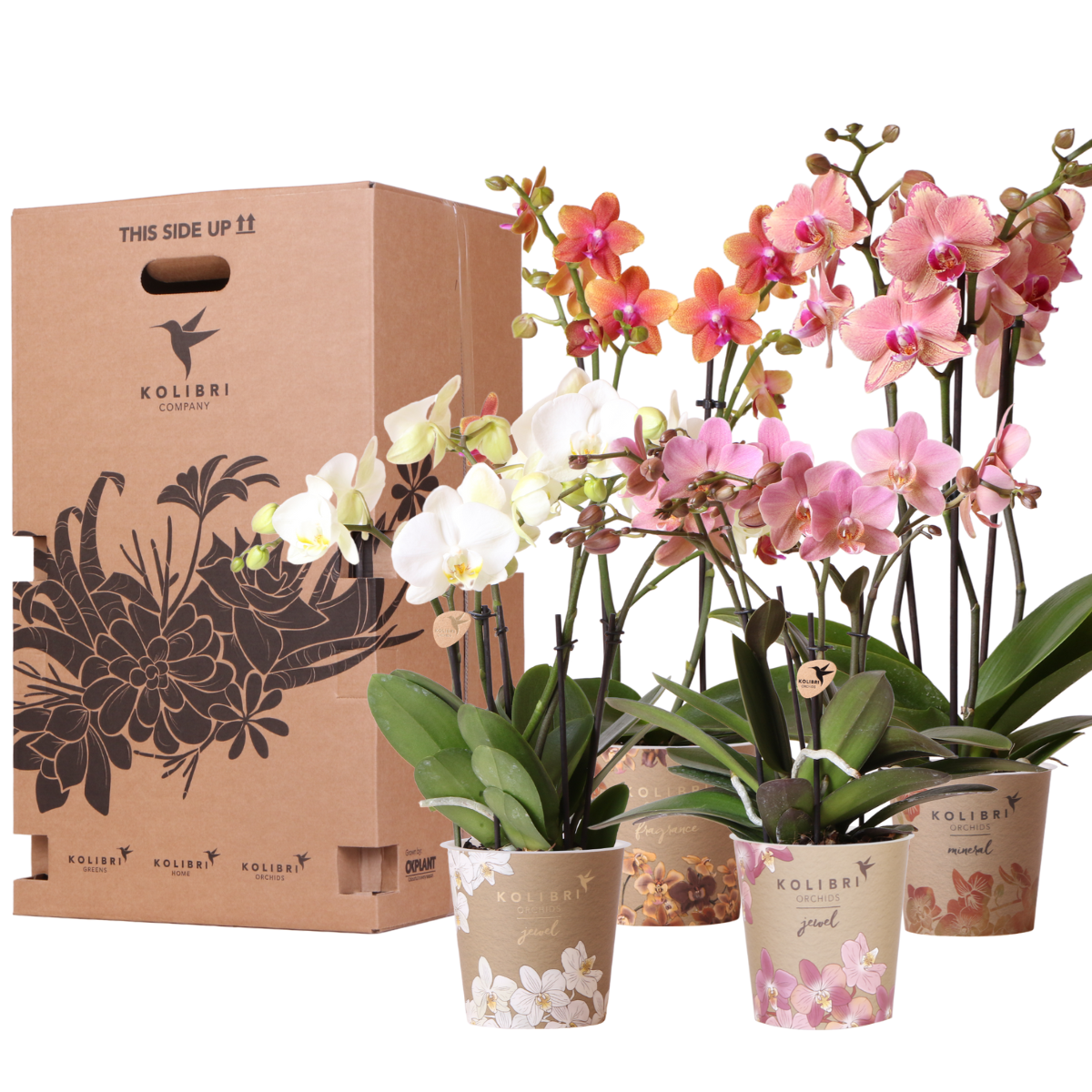 Orchideeën voordeel box - verrassingsbox met 4 verschillende orchideeën - ↕60cm - Ø12cm