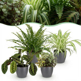 Chlorophytum - Maranta - Calissia - Nephrolepsis - Mix van 4 - Huisdiervriendelijke Planten - Groen - 4 Planten - met Potter Grijs - Pot 12cm - Hoogte 25cm
