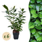 Haagplanten - Prunus laurocerasus Novita - blad groen - 6 planten - 1 strekkende meter - groenblijvend - pot 17cm hoogte 50cm
