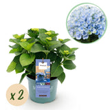 Hortensia - Hydrangea Magical Revolution Blue - Blauw - 6-10 Bloemen - 2 Planten - Pot 23cm Hoogte 55cm