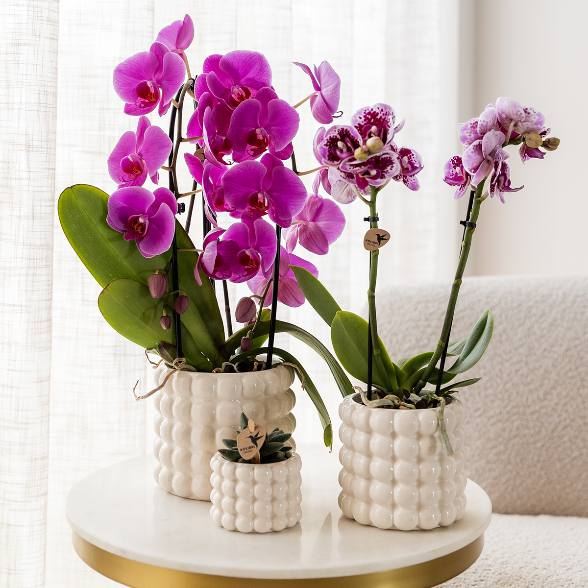 Kolibri Orchids | Paarse phalaenopsis orchidee potmaat Ø12cm | Freeride | bloeiende kamerplant - vers van de kweker