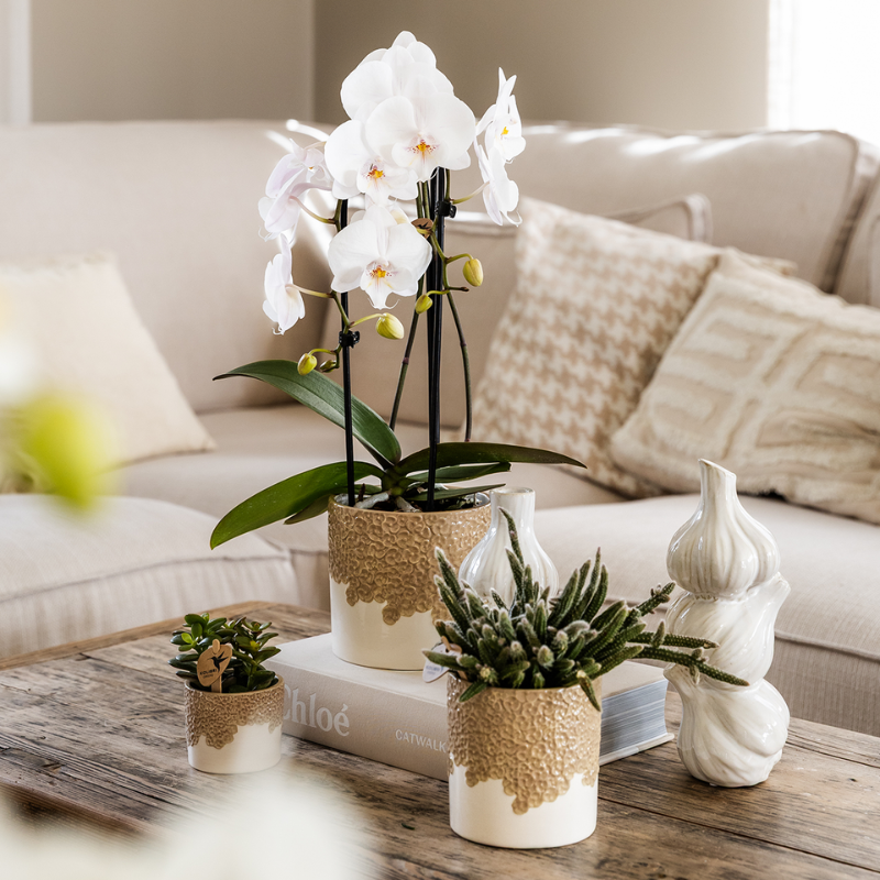 Giftset Bloom Sand | Witte Lausanne orchidee Ø9cm + groene plant Ø6cm – incl. keramieke sierpotten & wit dienblad – vers van de kweker