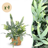 Phlebodium aureum Blue Star - Blauwe Varen - Huisdiervriendelijke Plant - Blauw - 4 Planten - met Mand - Pot 12cm - Hoogte 25cm