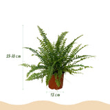 Nephrolepsis exaltata Green Lady - Varen - Huisdiervriendelijke Plant - Groen - 2 Planten - met Mand - Pot 12cm - Hoogte 25cm