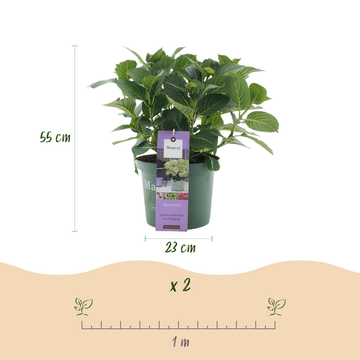 Hortensia - Hydrangea Magical Jewel Blue - Blauw - 6-10 Bloemen - 2 Planten - Pot 23cm Hoogte 55cm