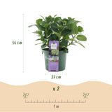 Hortensia - Hydrangea Magical Jewel Blue - Blauw - 6-10 Bloemen - 2 Planten - Pot 23cm Hoogte 55cm