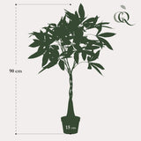 Kunstpflanze - Pachira aquatica - Geldbaum - 90cm