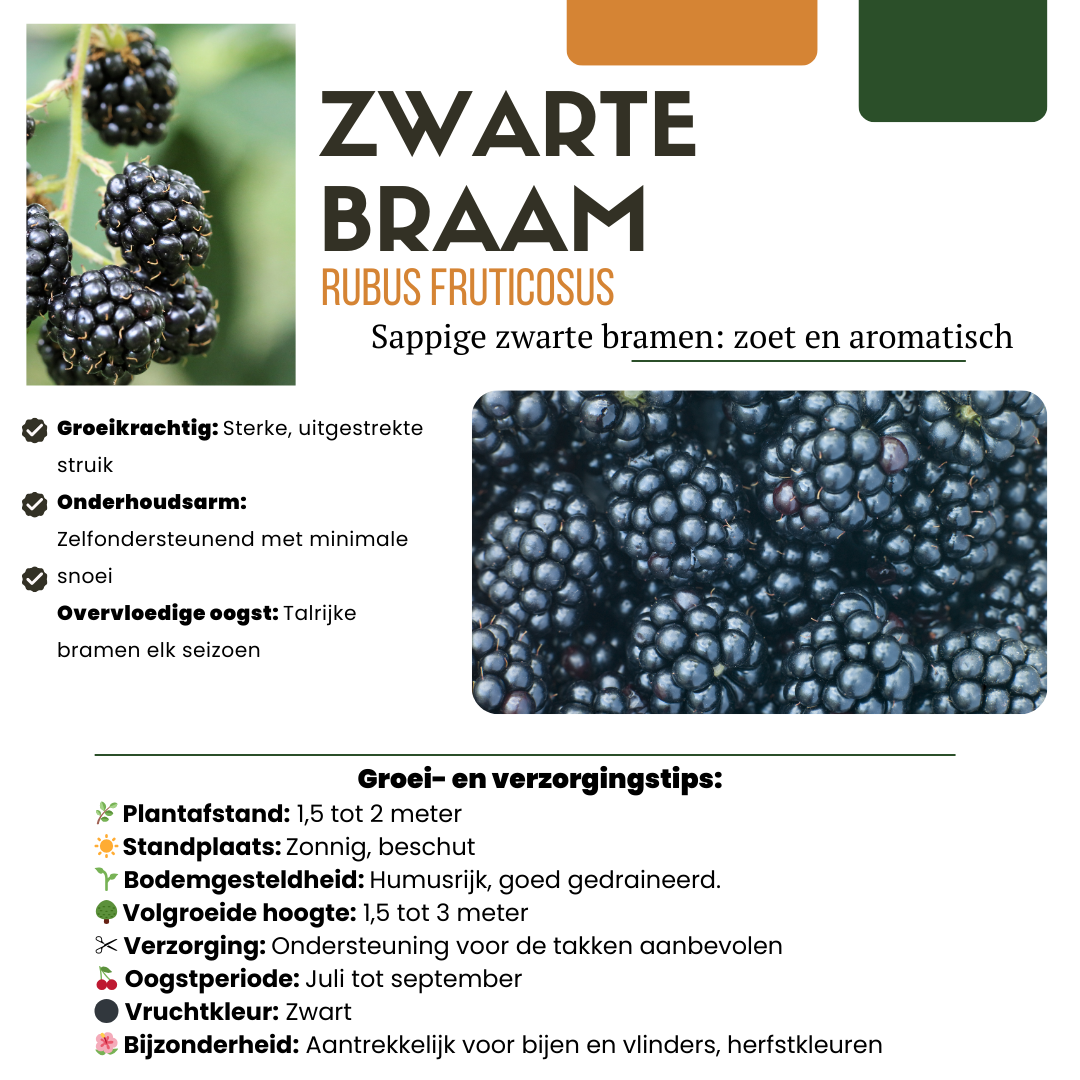 "Zomervruchten" BIO Fruitplanten mix set van 4 verschillende soorten