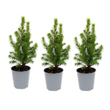 3x Mini-kerstboom - ↑15-20 cm - Ø 6 cm Picea Glauca Perfecta