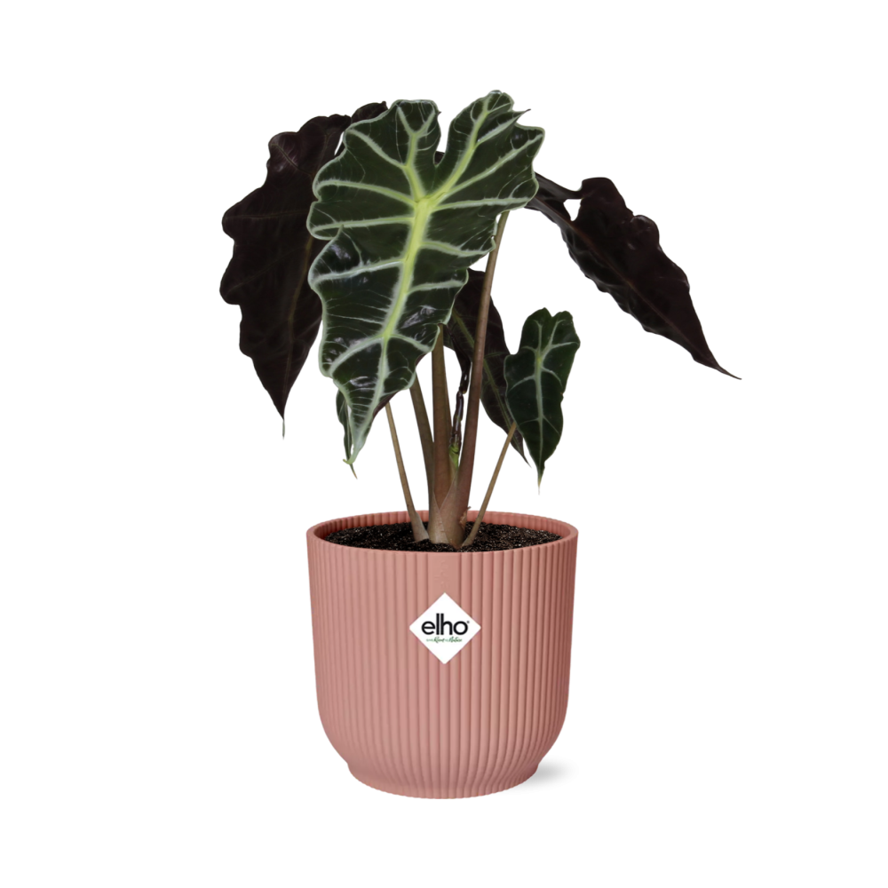 Alocasia ‚Polly‘ in ELHO Vibes Fold 14cm rosa