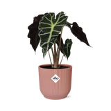 Alocasia ‚Polly‘ in ELHO Vibes Fold 14cm rosa