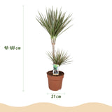 Dracaena Marginata Bicolor - Drakenbloedboom - Weinig onderhoud - Groen - 1 Plant - met Potter Wit - Pot 21cm - Hoogte 90-100cm