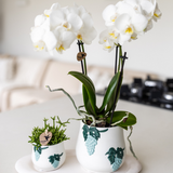 Kolibri Orchids | witte Phalaenopsis orchidee potmaat Ø9cm | Amabilis | bloeiende kamerplant - vers van de kweker