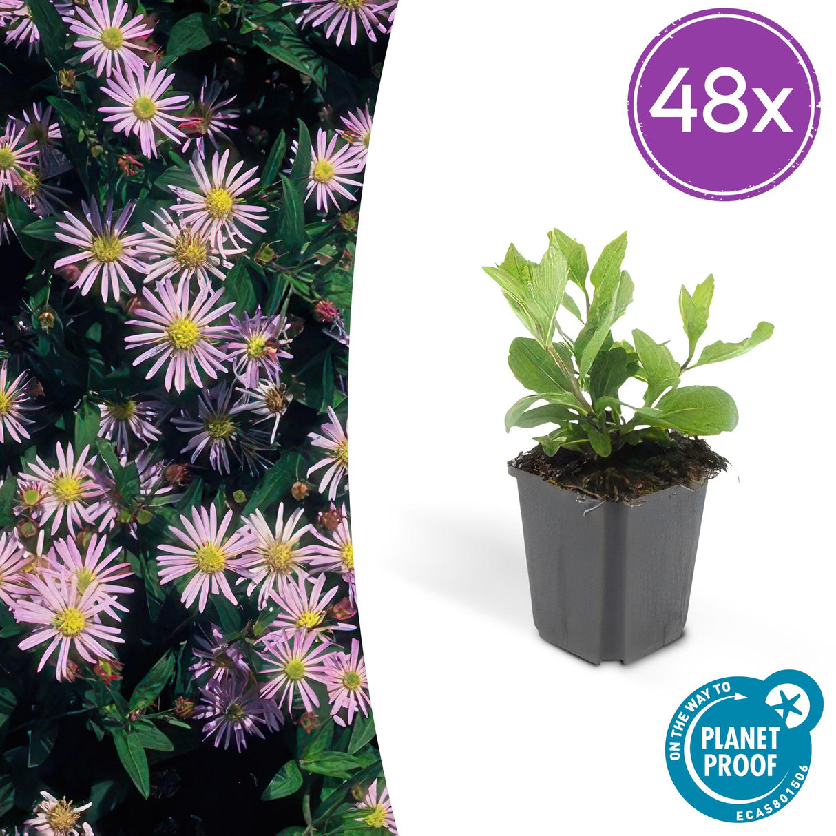 48x Aster ageratoides 'Asran' - ↕10-25cm - Ø9cm