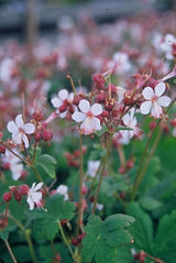 60x Geranium macr. 'Spessart' - ↕10-25cm - Ø9cm