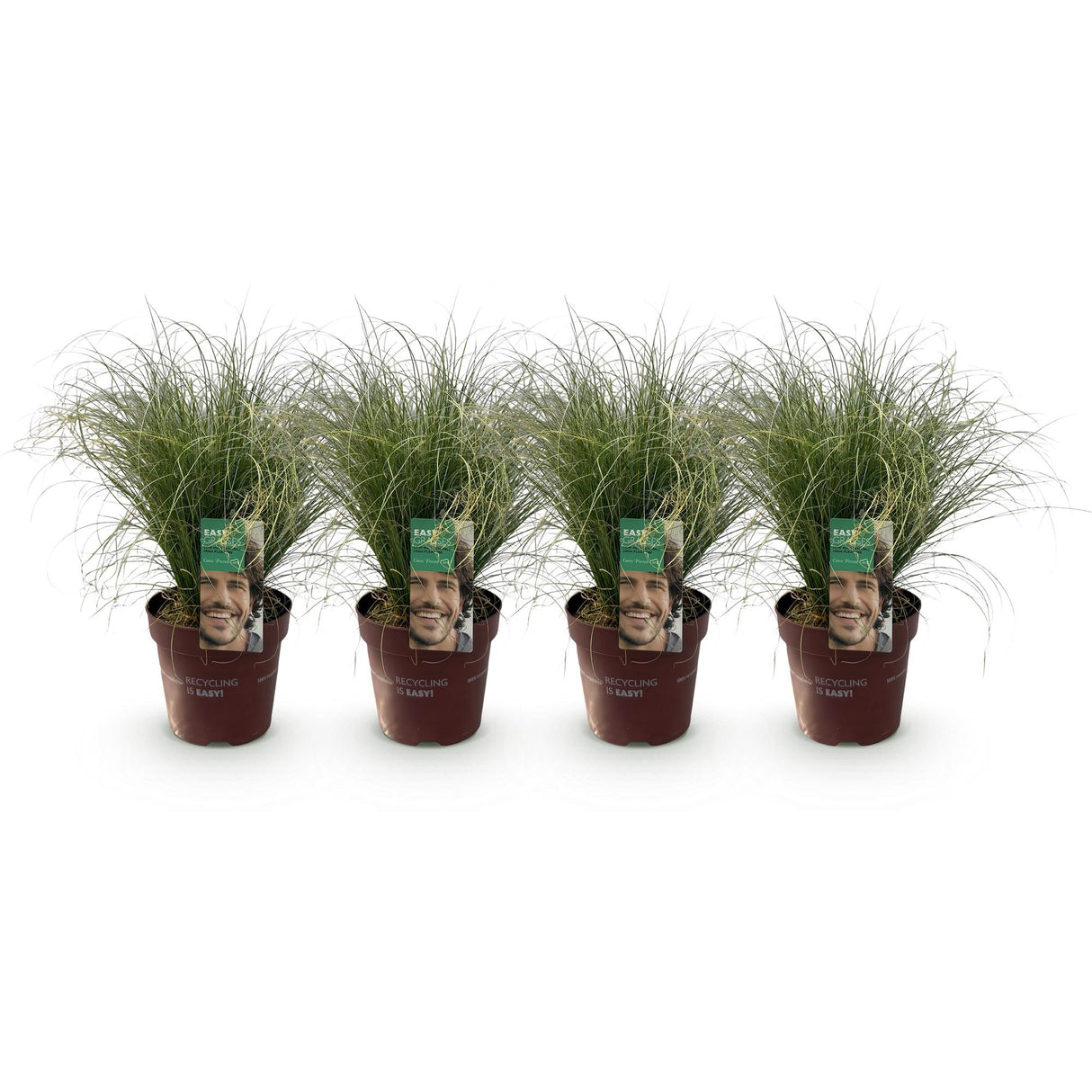 Siergrassen - Carex comans Frosted Curls - Groen - 4 Planten - Bladhoudend - Weinig Onderhoud - Pot 17cm Hoogte 50cm