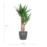 Yucca Elephantipes mit schwarzem Viber - 90cm - Ø21
