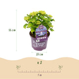 Hortensia - Hydrangea Forever & Ever - Blauw - 7-12 Bloemen - 2 Planten - Pot 23cm Hoogte 55cm