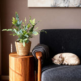 Phlebodium aureum Blue Star - Blauwe Varen - Huisdiervriendelijke Plant - Blauw - 1 Plant - met Mand - Pot 12cm - Hoogte 25cm