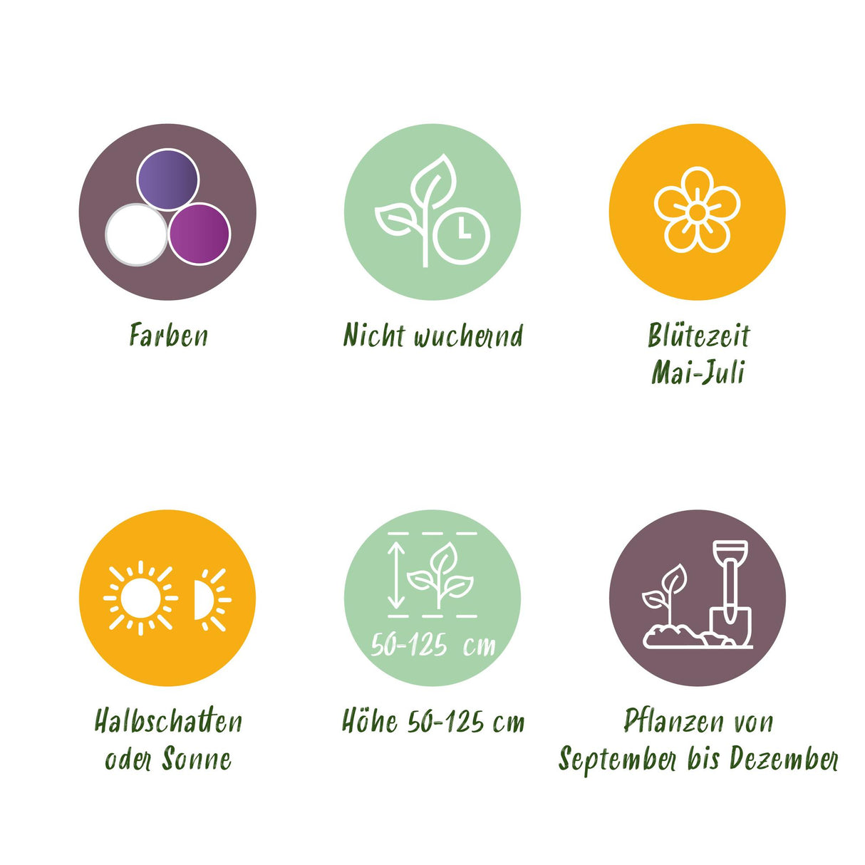 Green boutiQ - Bulbes de fleurs - Mélange de bulbes de jardin Allium - Couleurs variées - 80 pièces - Emballage cadeau