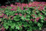 6x Geranium macr. 'Czakor' - ↕10-25cm - Ø9cm