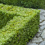 Green boutiQ - Haagplanten - Buxus sempervirens -  blad groen - 8 planten - 1 strekkende meter - groenblijvend - pot 9cm hoogte 20-25cm