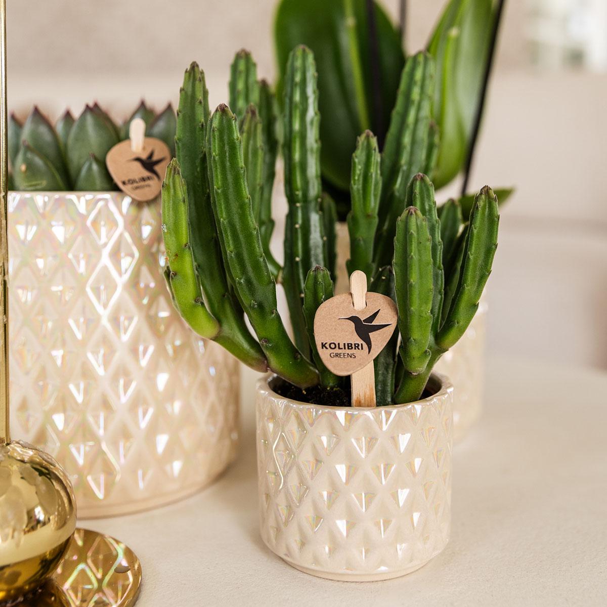 Kolibri Company | Set  planten + sierpotten voor tafelaankleding diner - potmaat Ø9cm & Ø6cm | bloeiende kamerplanten - vers van de kweker