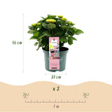 Hortensia - Hydrangea Magical Revolution Pink - Pink - 6-10 Bloemen - 2 Planten - Pot 23cm Hoogte 55cm