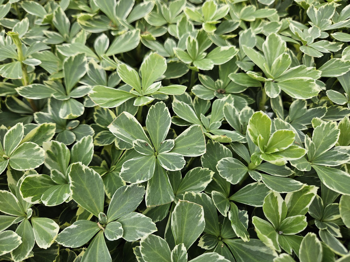 48x Pachysandra term. 'Variegata' - ↕10-25cm - Ø9cm