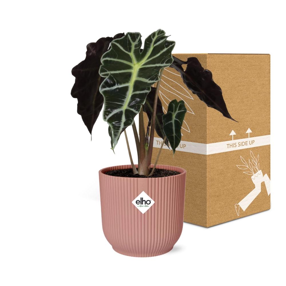 Alocasia ‚Polly‘ in ELHO Vibes Fold 14cm rosa