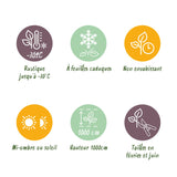 Green boutiQ - Haagplanten - Carpinus betulus -  blad groen - 6 planten - 1 strekkende meter - bladverliezend - pot 17cm hoogte 55cm