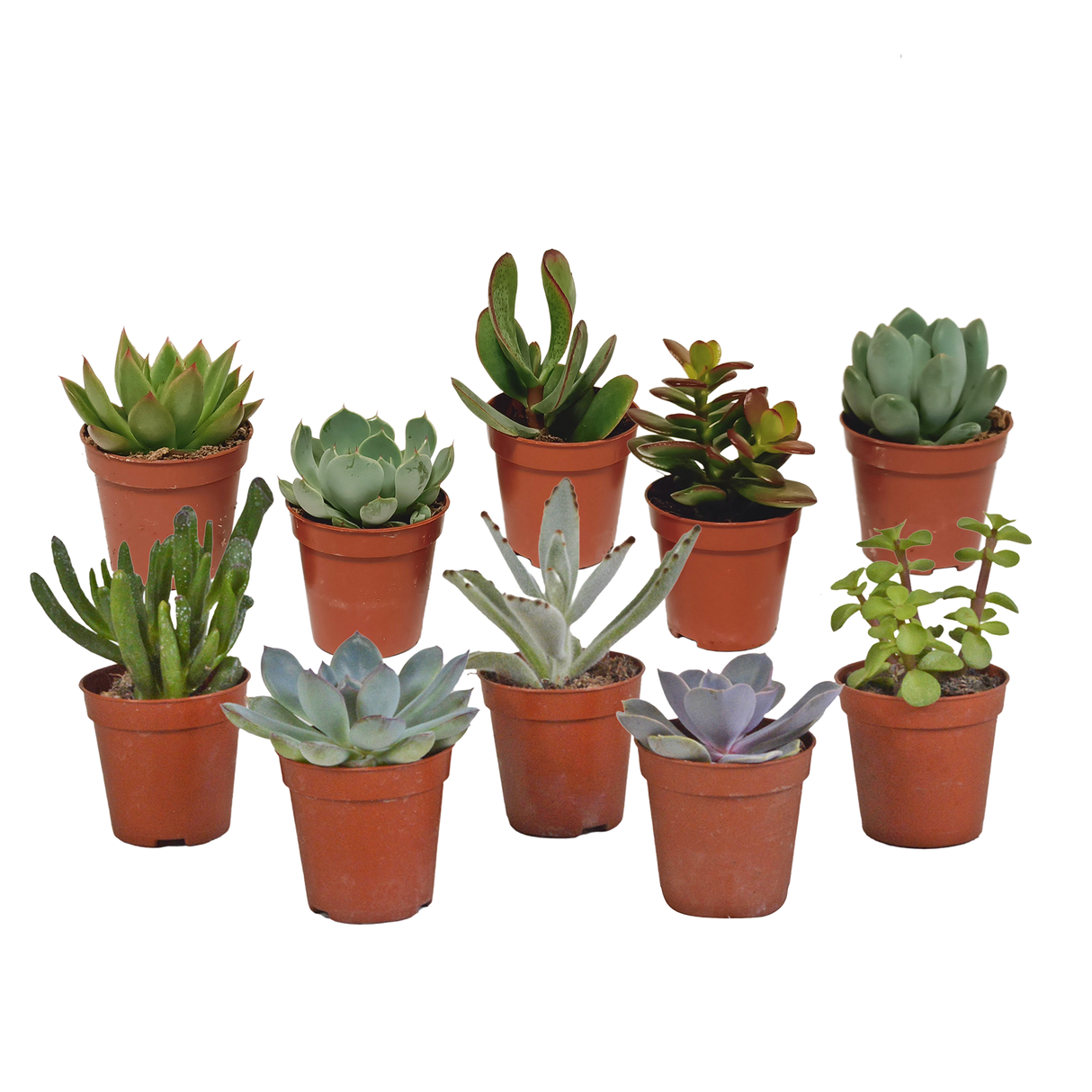 Vetplanten mix 5.5 cm - 10x - zonder pot
