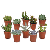 Vetplanten mix 5.5 cm - 10x - zonder pot