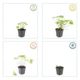 20x Geranium 'Tiny Monster' - ↕10-25cm - Ø9cm