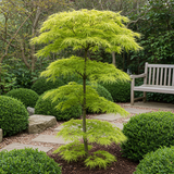 Green boutiQ - Terrasplant - Japanse Esdoorn - Acer palmatum Koto-no-ito - Groen - 2 Planten - Bladverliezend - Pot 19cm Hoogte 70cm