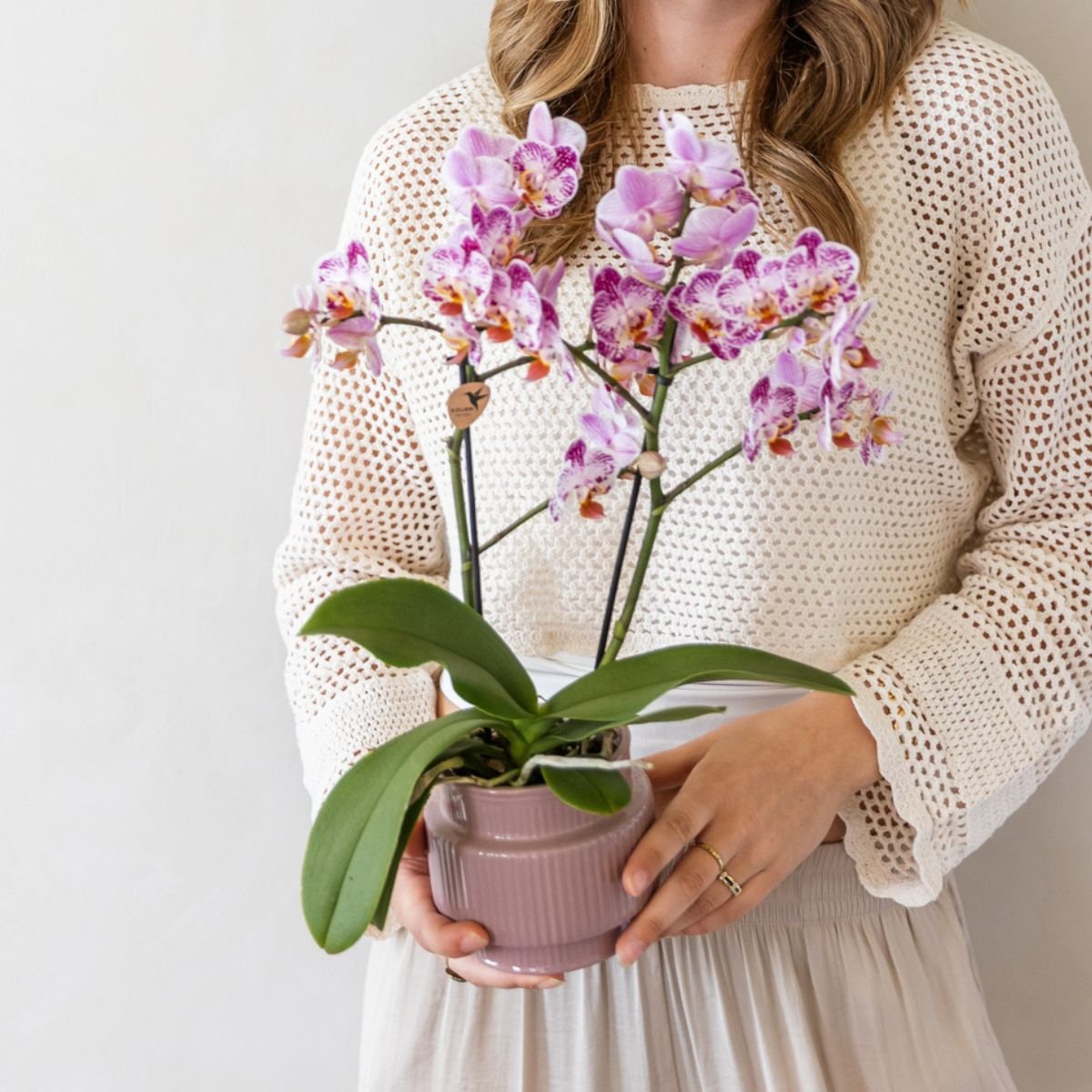 Kolibri Orchids | Gift Set Allure Paars - Roze-Paarse Phalaenopsis Orchidee Mineral Frederikstad & Succulent