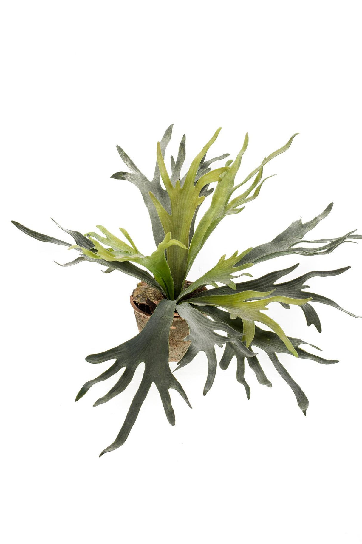 Kunstpflanze - Hirschzungenfarn - 50 cm