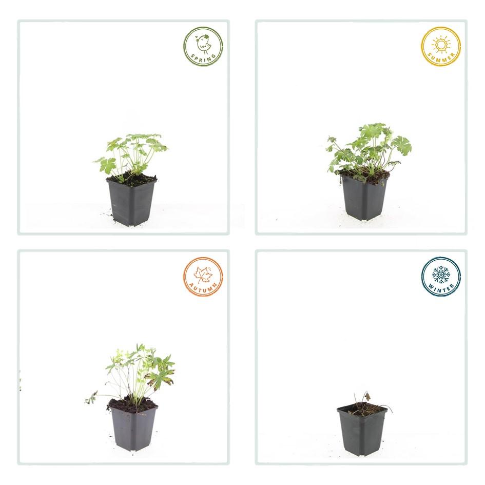 24x Geranium sang. 'Album' - ↕10-25cm - Ø9cm