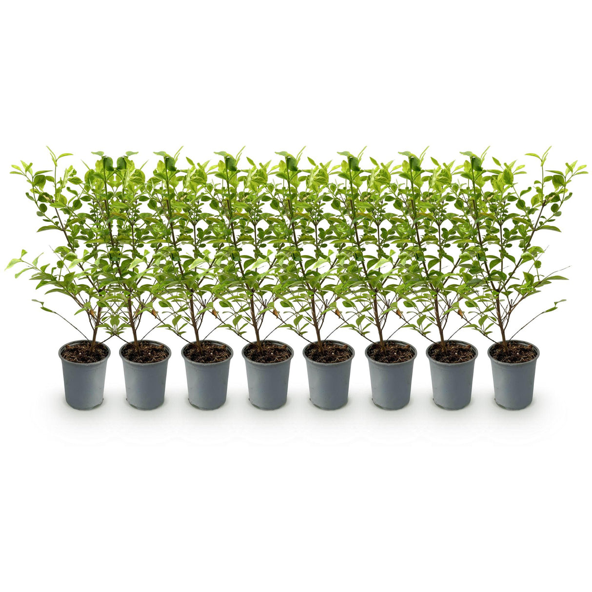 Green boutiQ - Haagplanten - Ligustrum ovalifolium Aureum - blad geel groen - 8 planten - 1 strekkende meter - groenblijvend - pot  9cm hoogte 35-40cm