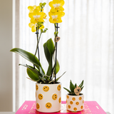Plantenset Smiley | Gele Phalaenopsis Orchidee Albenga Ø9cm en Succulent incl. keramieken sierpotten