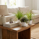 Cyperus - Calissia - Chlorophytum - Mix van 3 - Huisdiervriendelijke Planten - Groen - 3 Planten - met Potter Wit - Pot 12cm - Hoogte 20cm