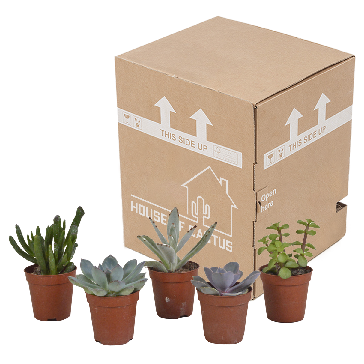 Vetplanten mix 5.5 cm - 5x - zonder pot