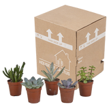 Vetplanten mix 5.5 cm - 5x - zonder pot